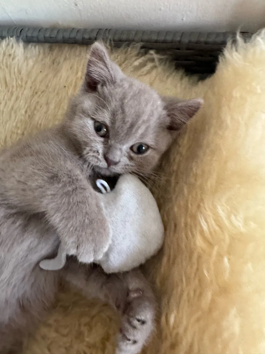 🐾 Adorable British Shorthair Kittens for Sale 🐾 - Image 2