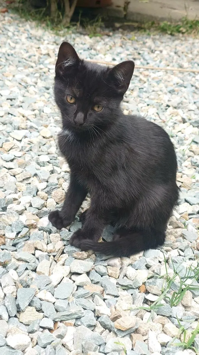 kittens - Image 3
