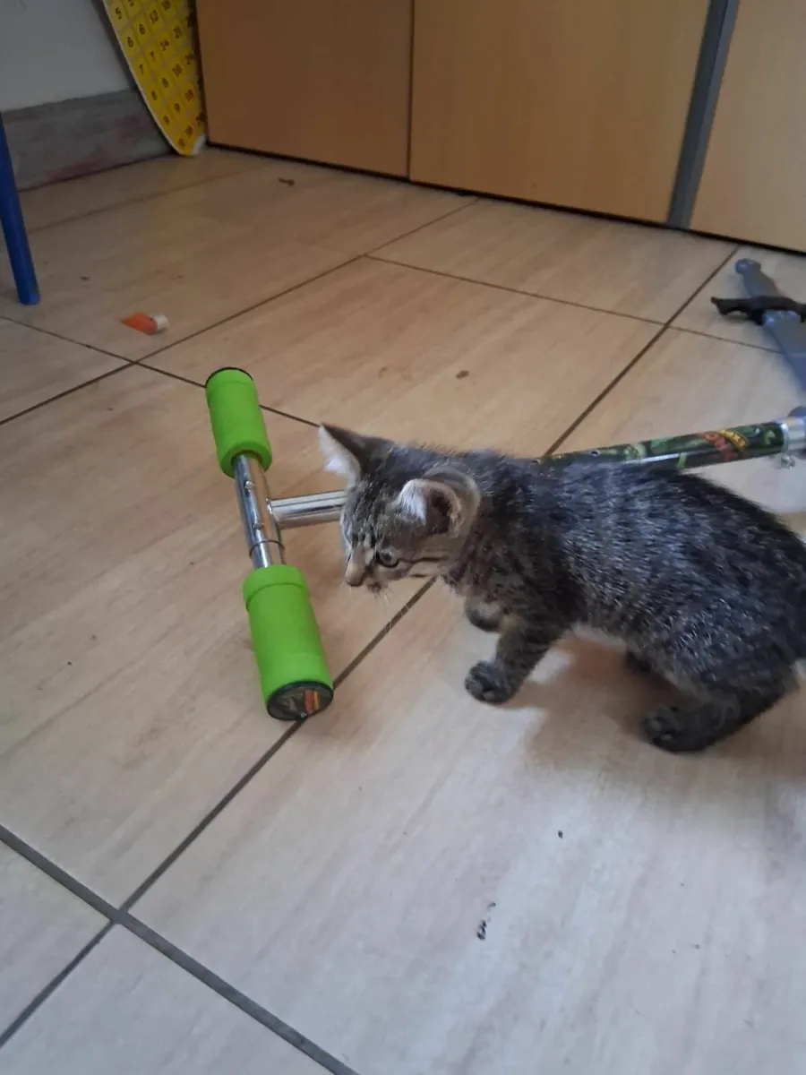 Kittens - Image 1