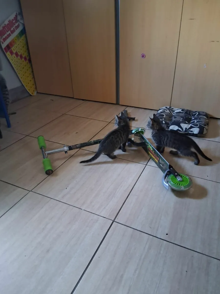 Kittens - Image 2