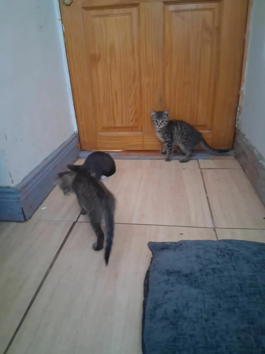 Kittens - Image 3
