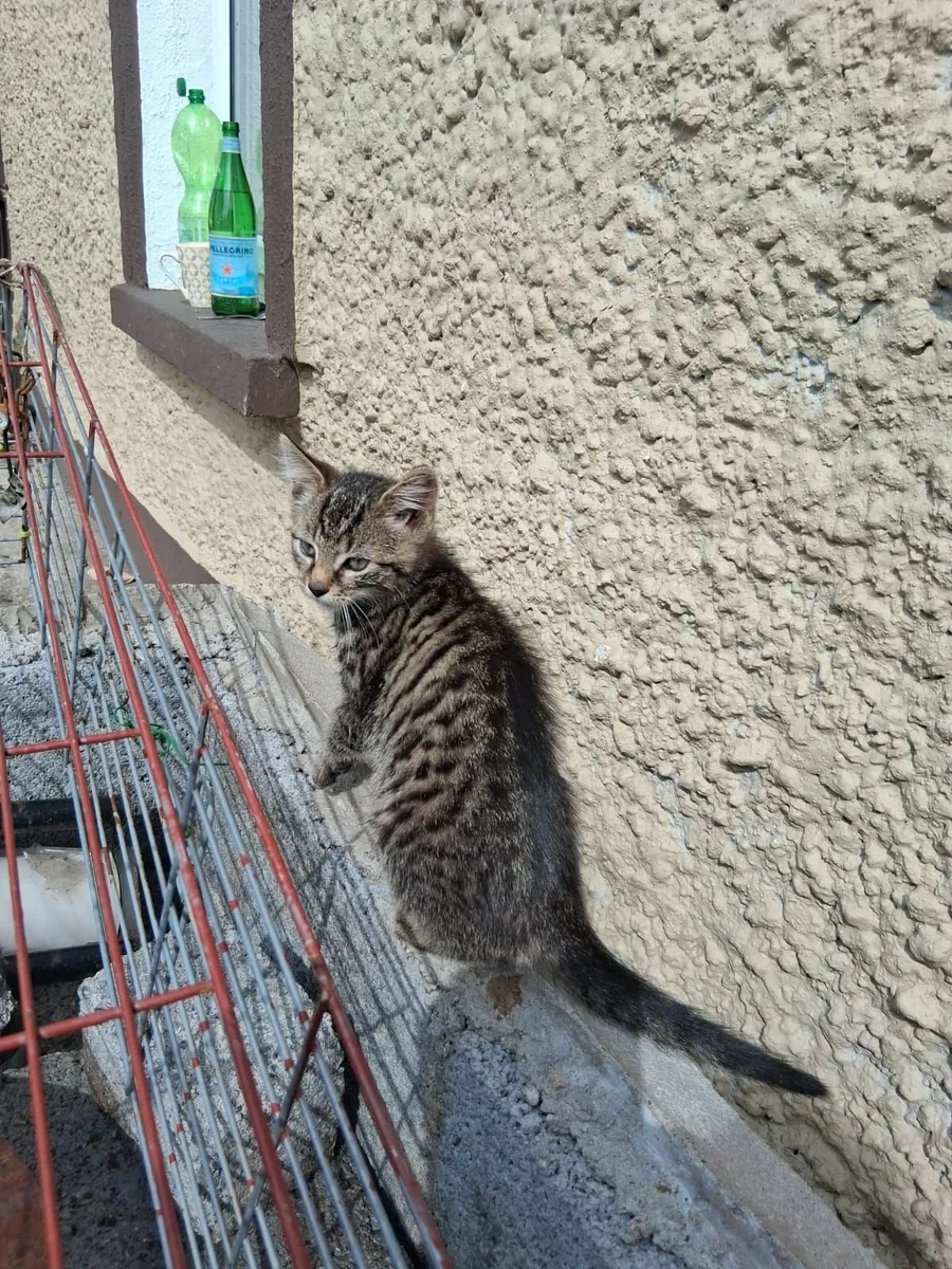 Kittens - Image 4
