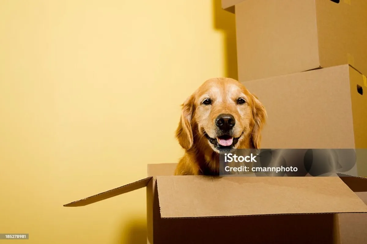 SheRetrives Removal/Couriers