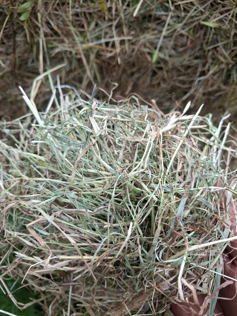 Round bales of hay for sale top quality
