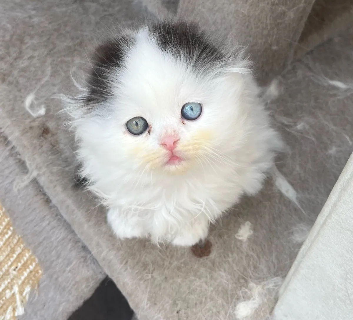 Scottish kittens - Image 1