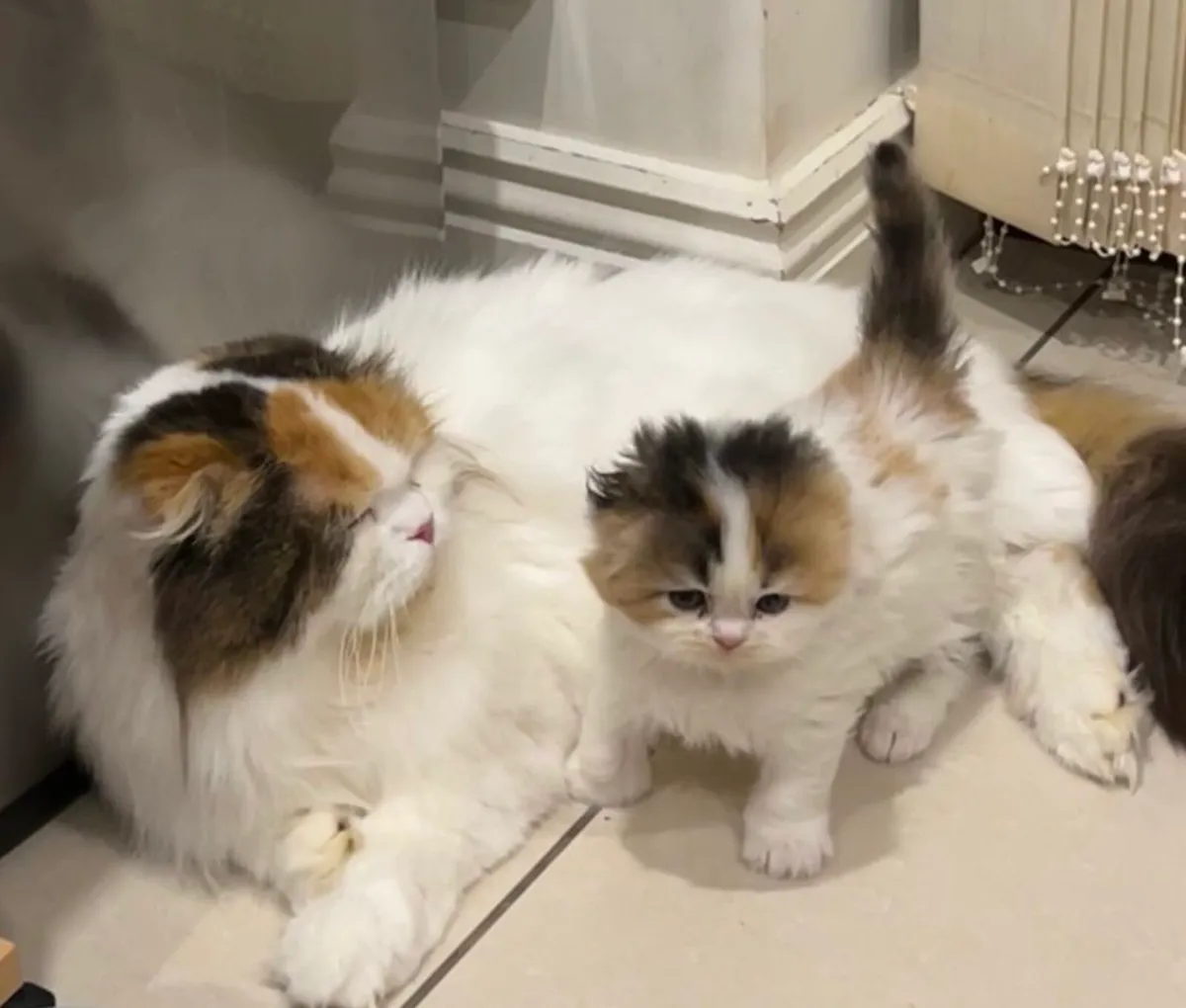 Scottish kittens - Image 2