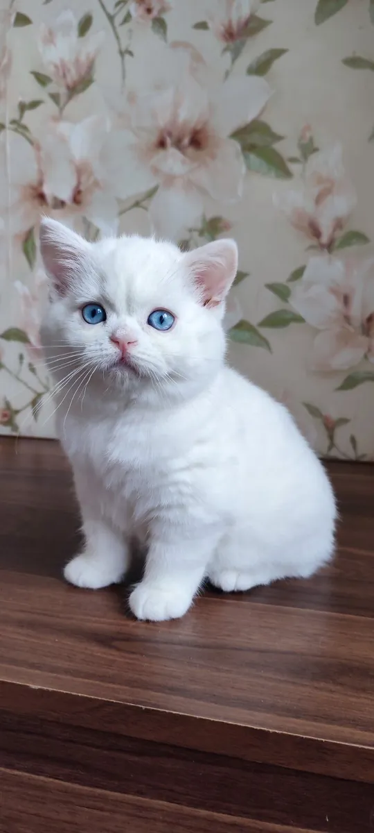 Scottish kittens - Image 4