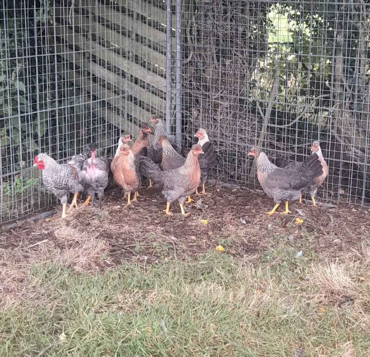 Chick's, Hatching eggs 🥚purebred - Image 2