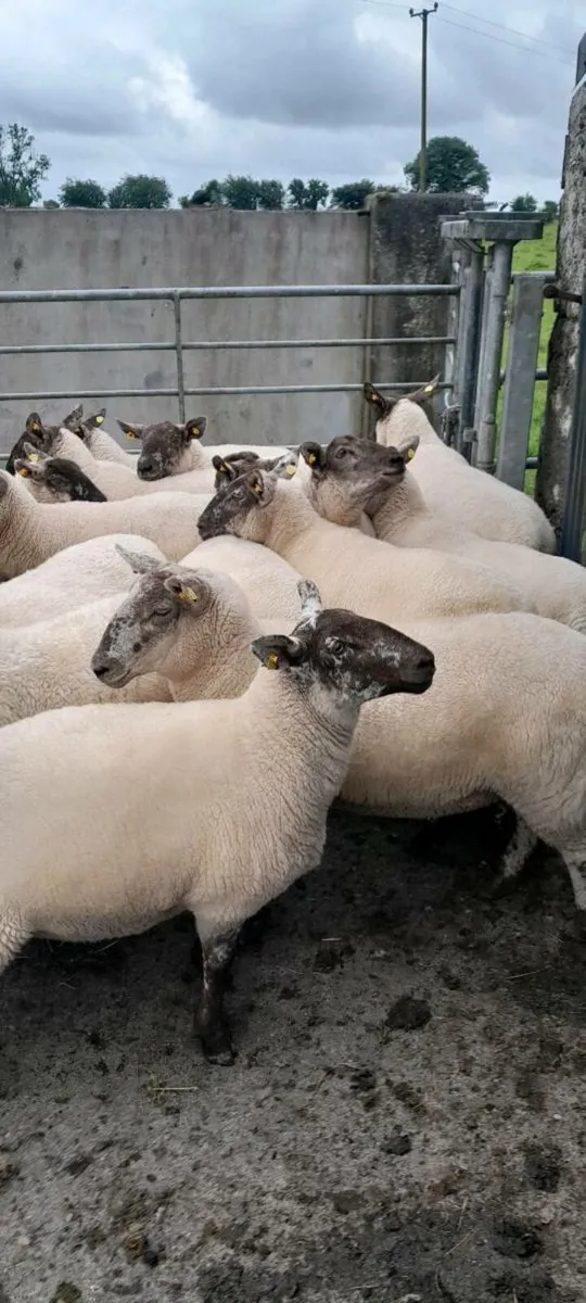 Ewe Hoggetts - Image 1