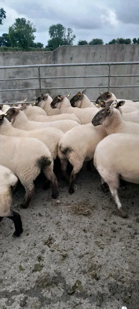 Ewe Hoggetts - Image 2