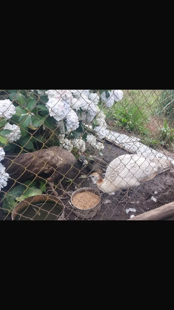 Pied Pahen and Bronze Peacock
