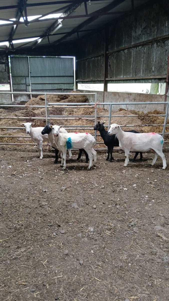 Hogget ewes - Image 1