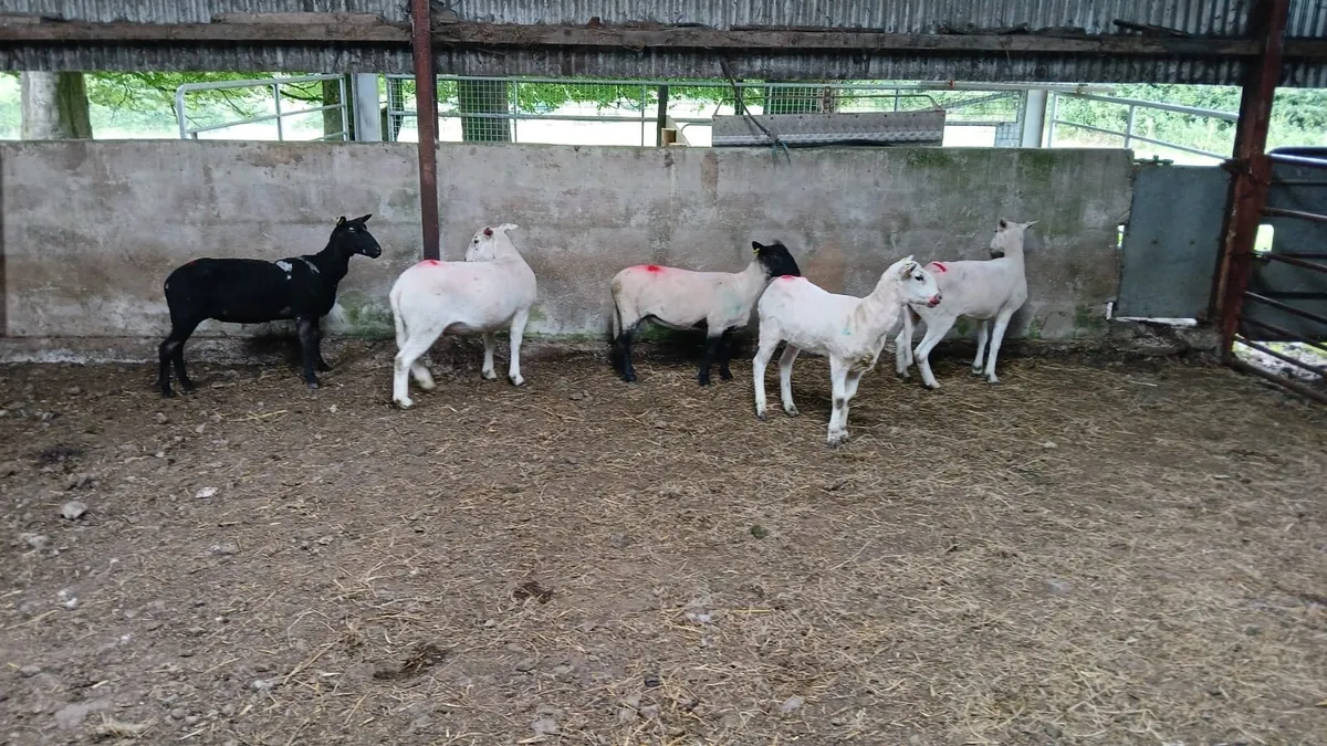 Hogget ewes - Image 2