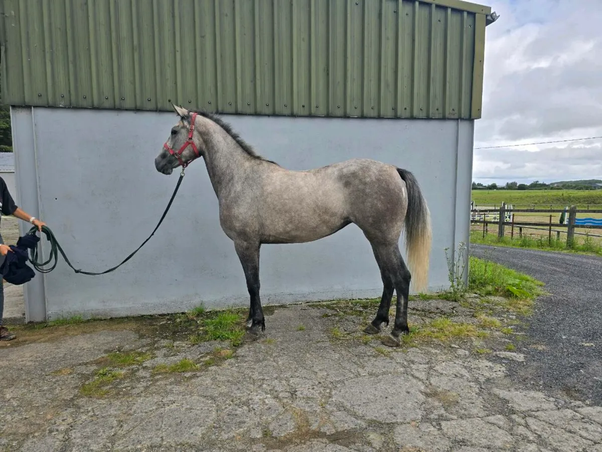 Connemara x ISH - Image 1