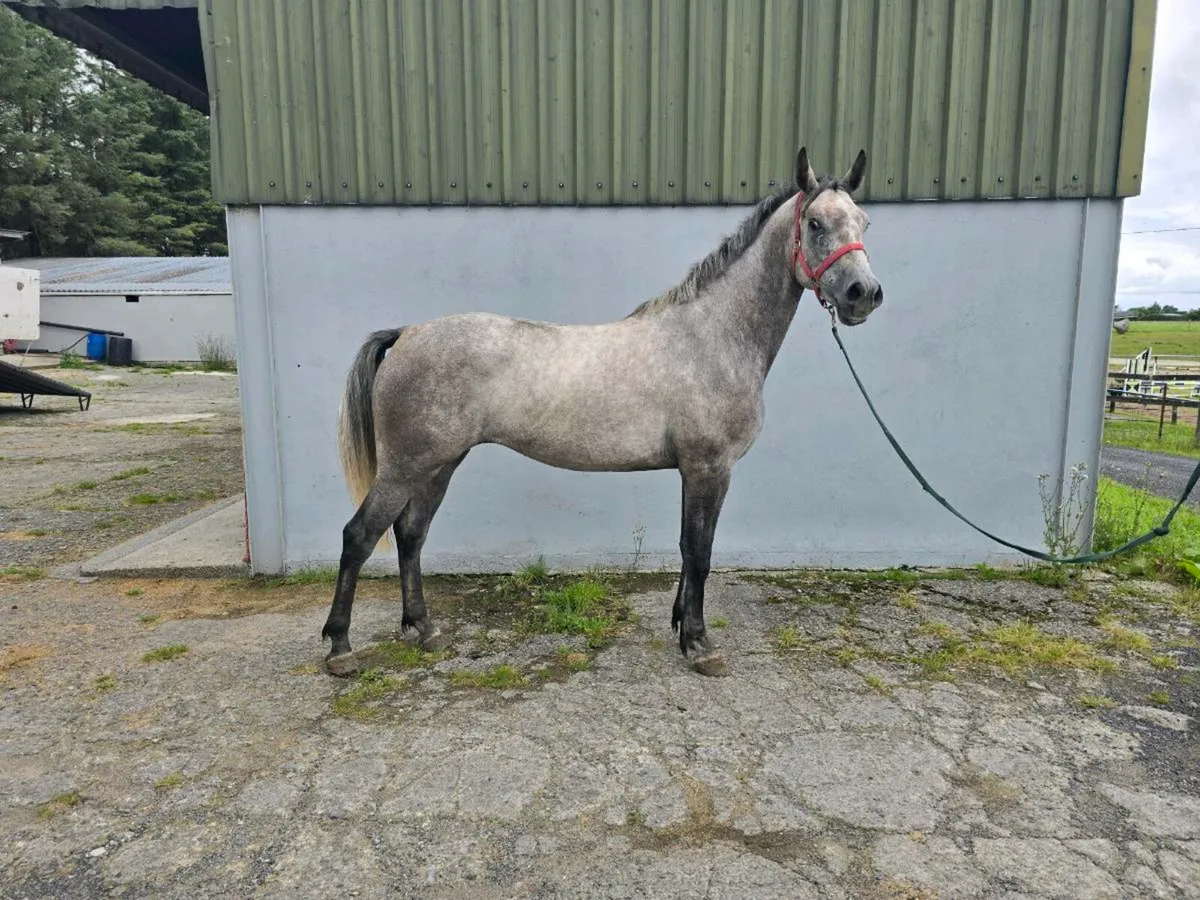 Connemara x ISH - Image 2