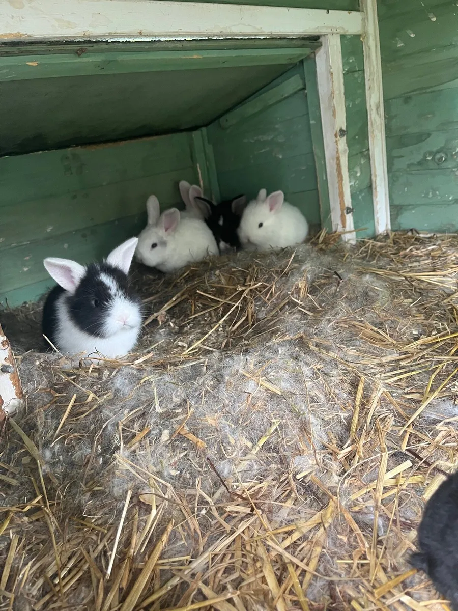 Baby rabbits - Image 1