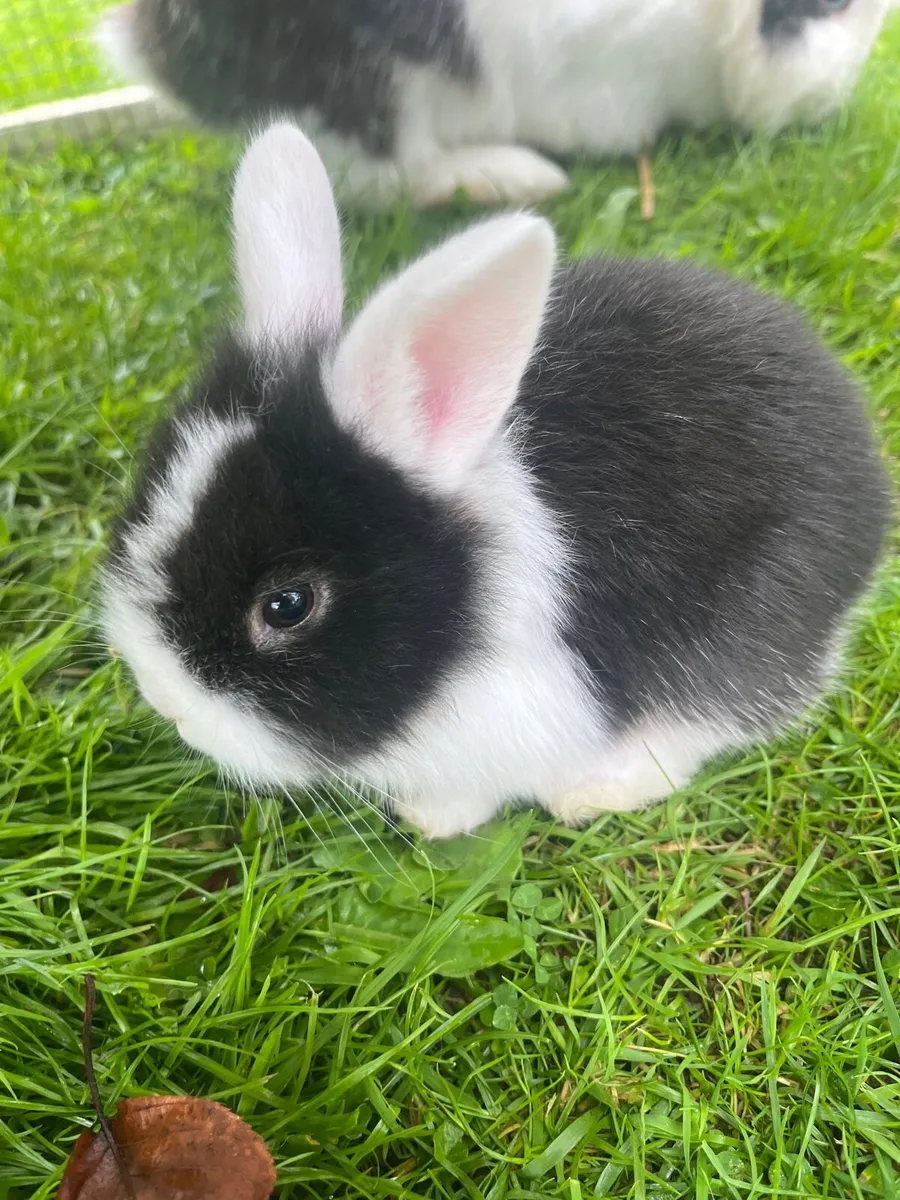 Baby rabbits - Image 2