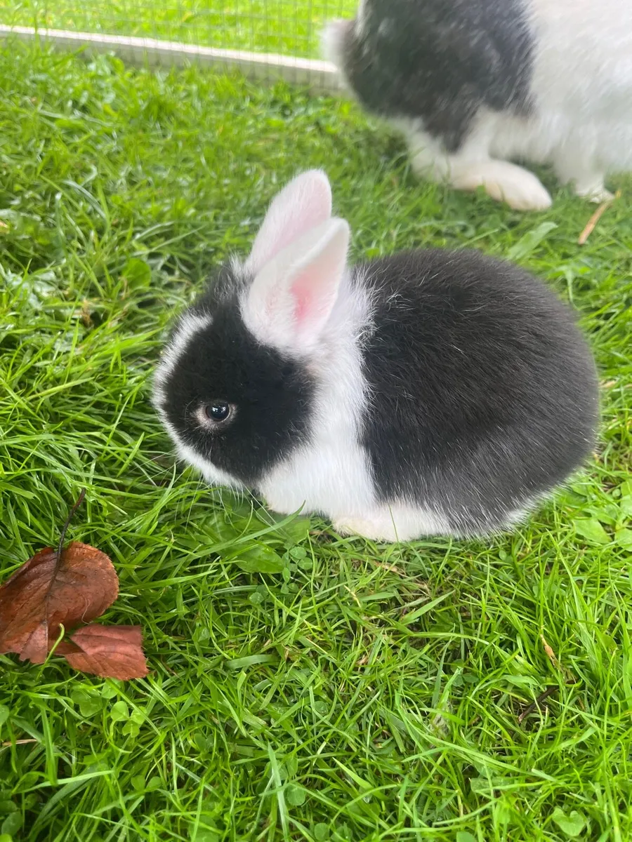 Baby rabbits - Image 3