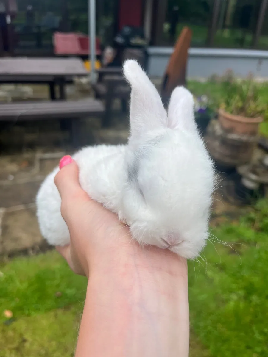 Baby rabbits - Image 4