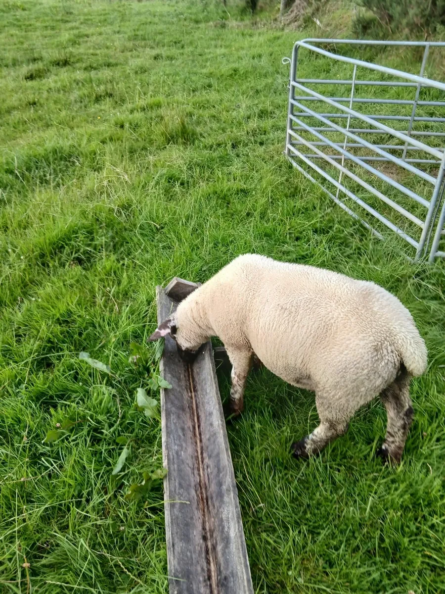 Ram lambs - Image 1