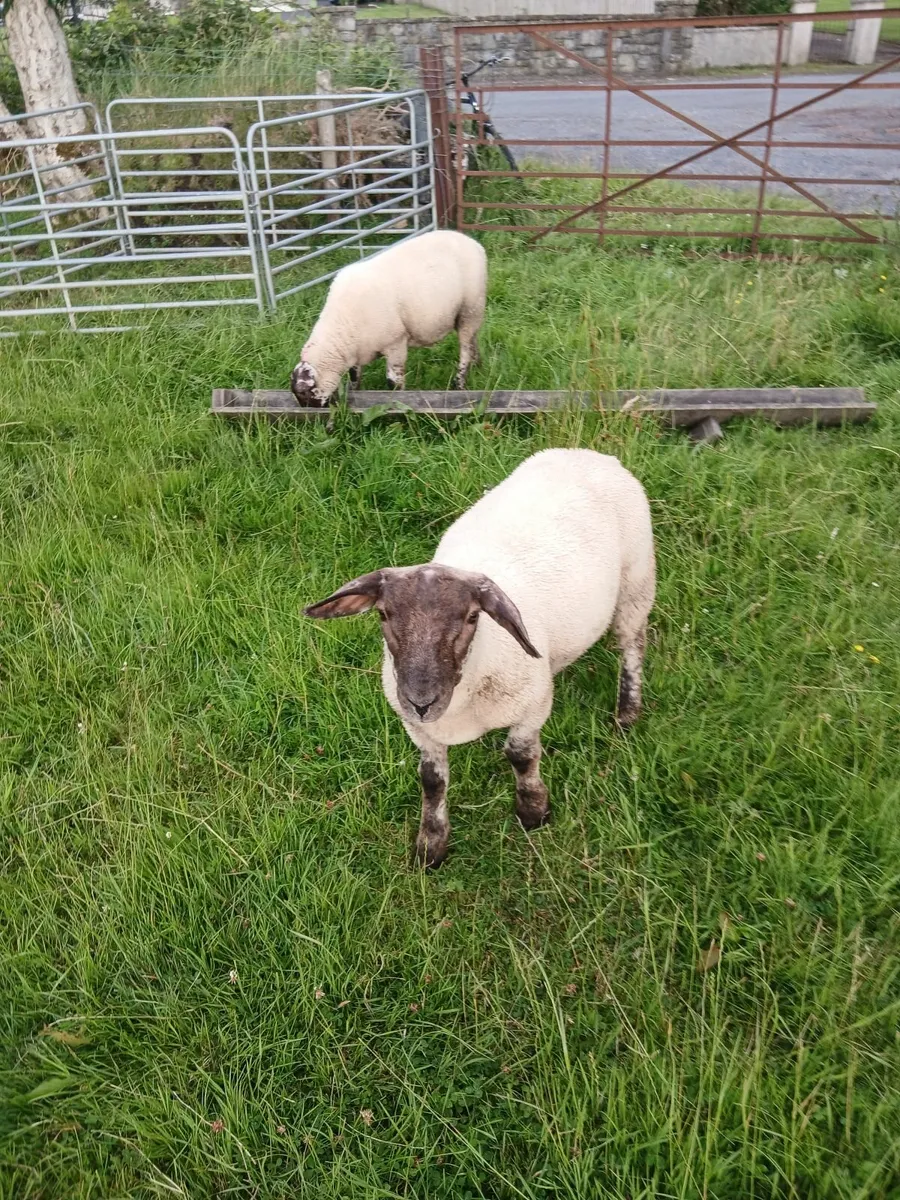 Ram lambs - Image 2