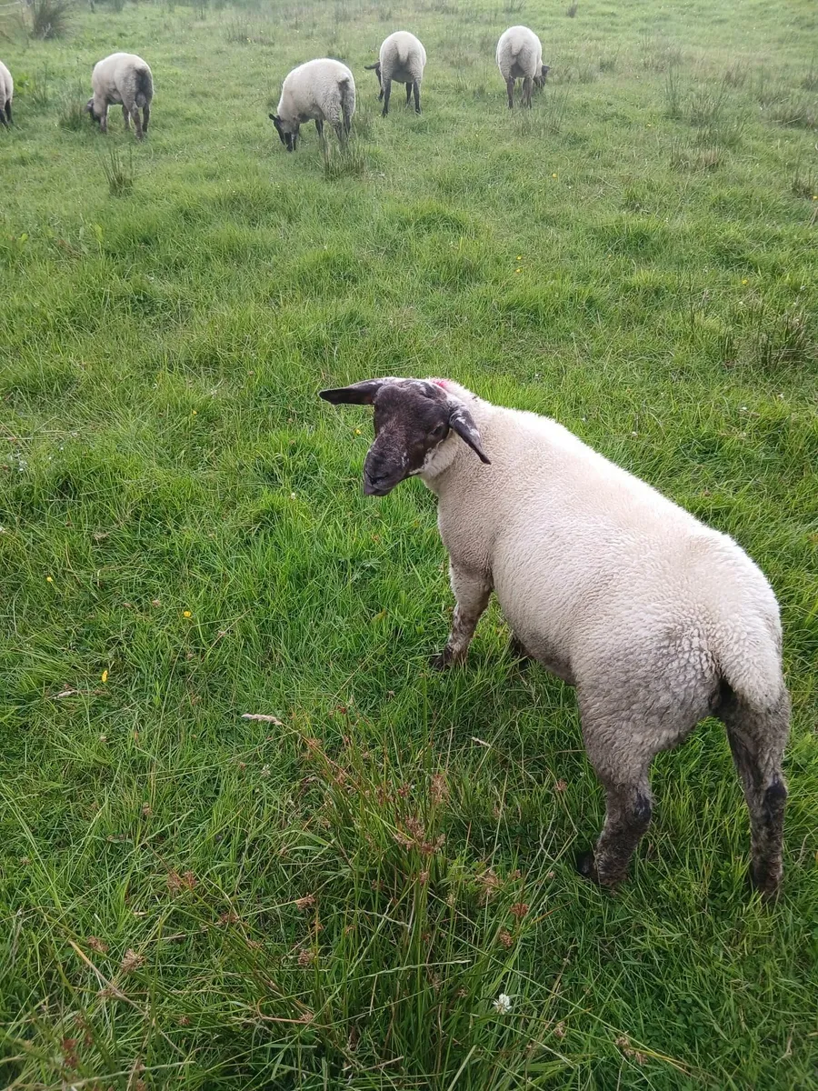 Ram lambs - Image 3