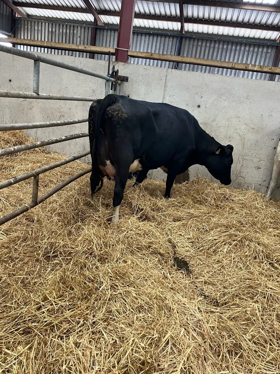 Lovely calved heifer - Image 1