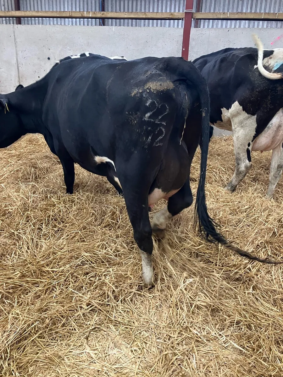 Lovely calved heifer - Image 2