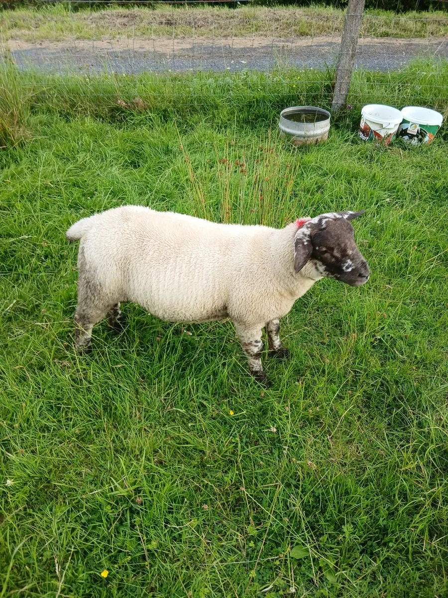 Ram lambs - Image 4