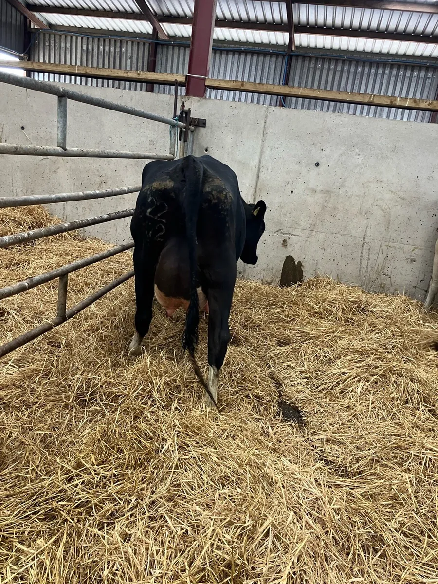 Lovely calved heifer - Image 3