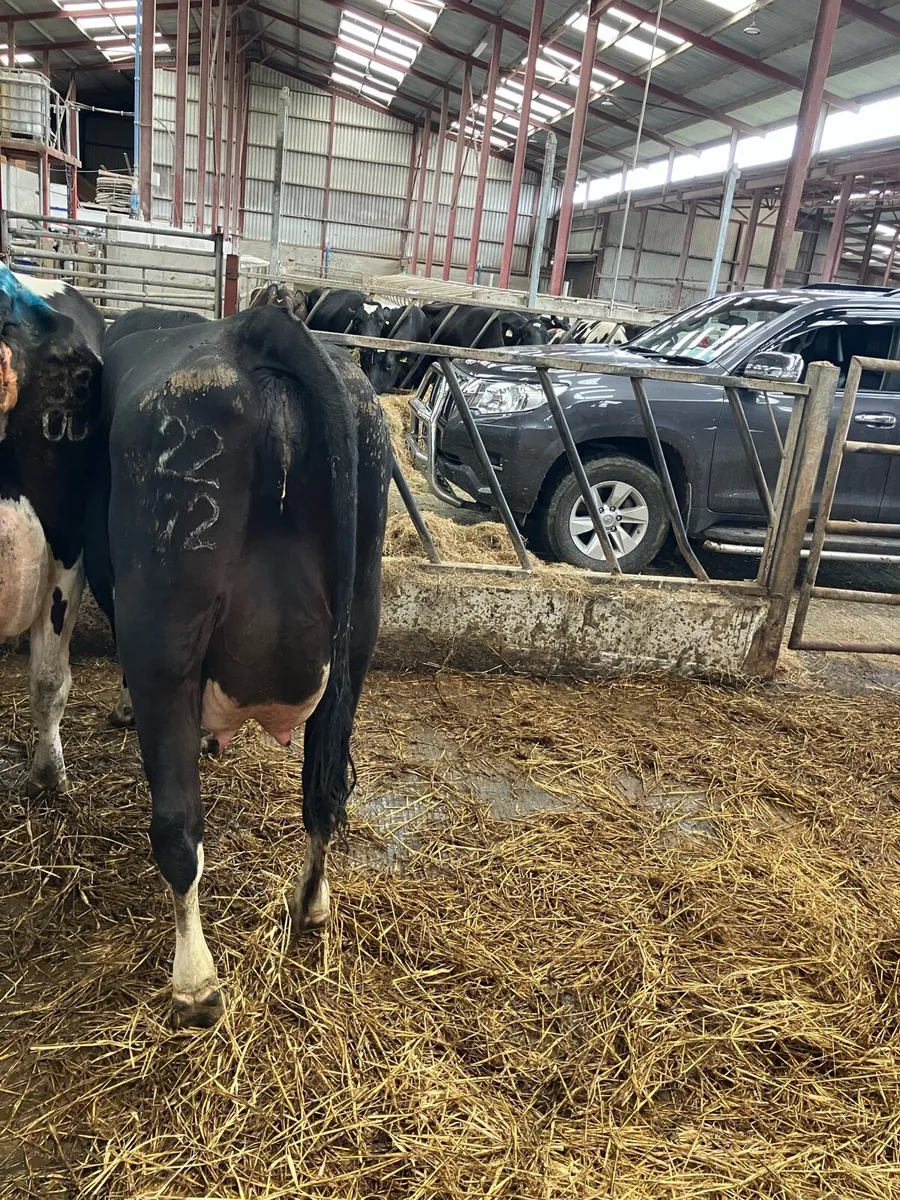 Lovely calved heifer - Image 4