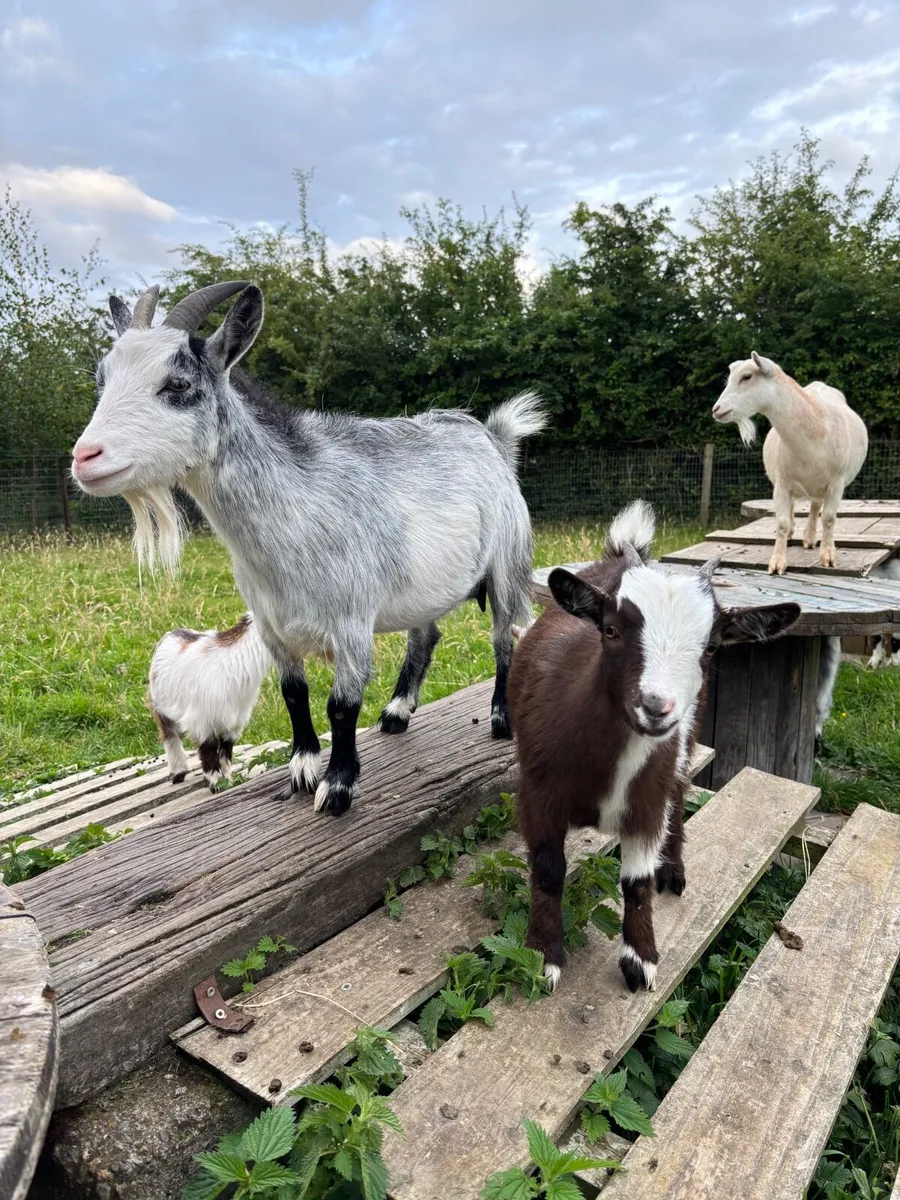 Pygmy Goats - Image 1