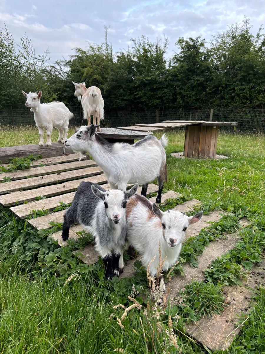 Pygmy Goats - Image 2