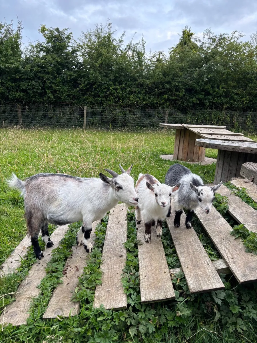 Pygmy Goats - Image 3