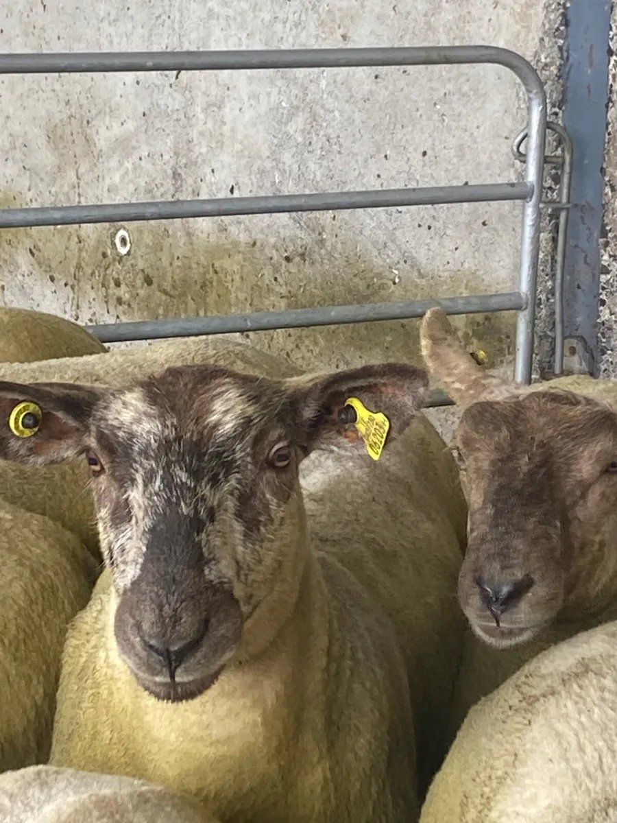 Suffolk Hogget - Image 1
