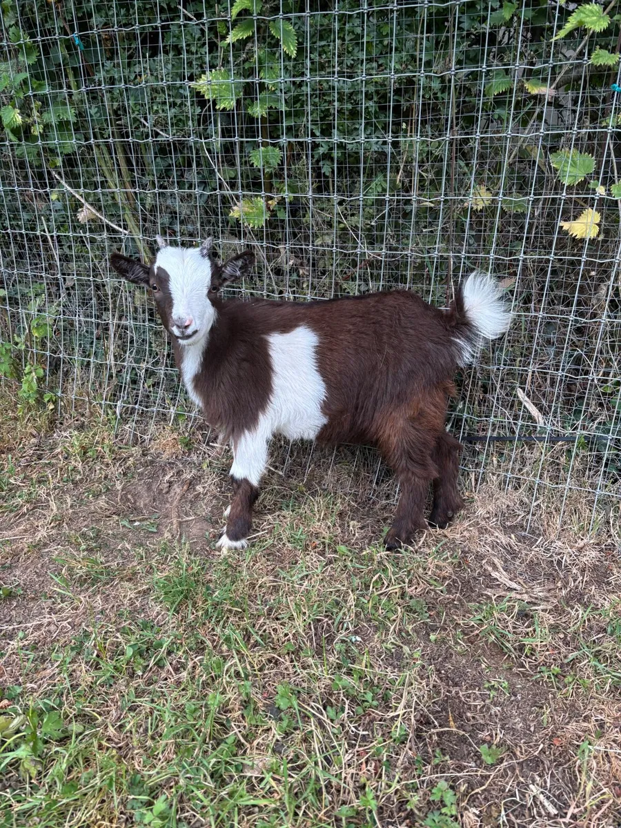 Pygmy Goats - Image 4