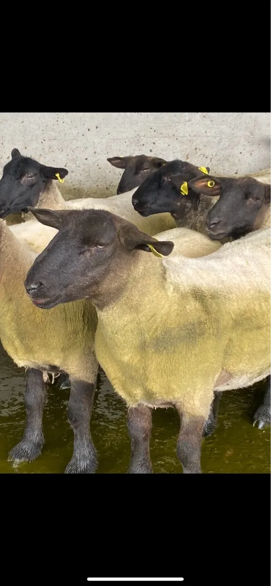 Suffolk Hogget - Image 2