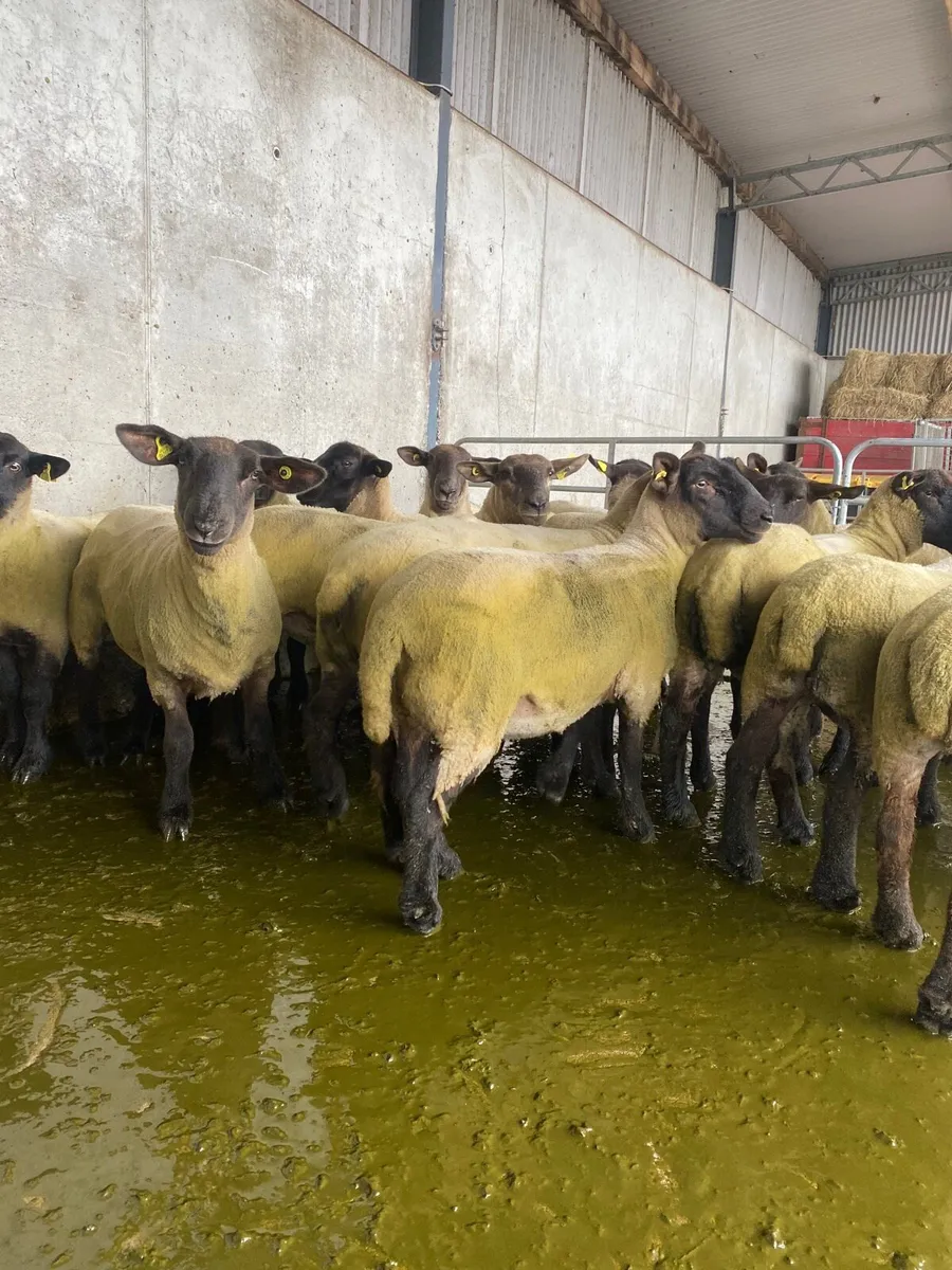 Suffolk Hogget - Image 4