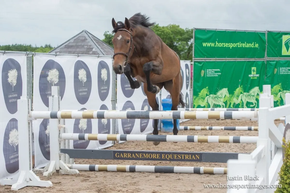 4yrs Mare by SLIGO CANDY BOY X TAJRAASI’S JANE - Image 4