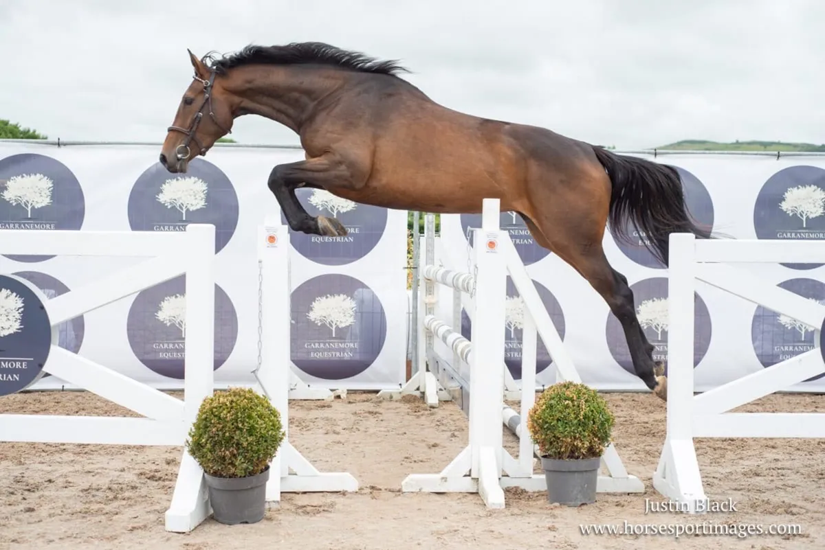 4yrs Mare by SLIGO CANDY BOY X TAJRAASI’S JANE - Image 1
