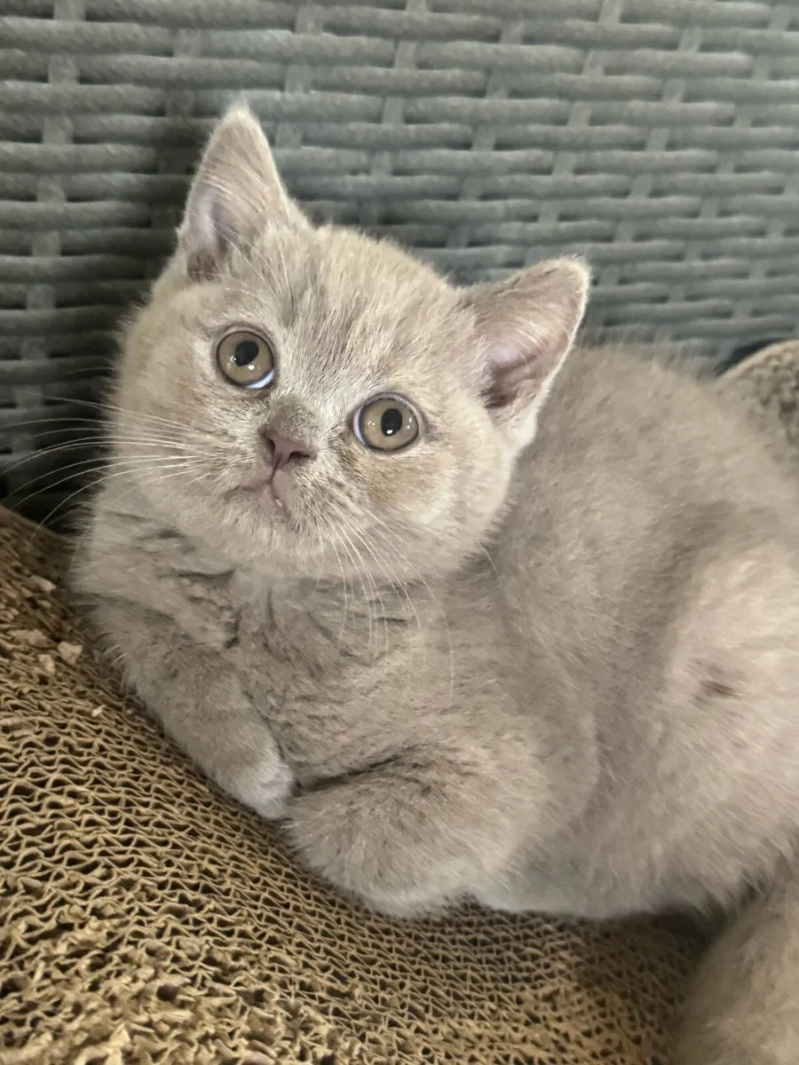 🐾 Adorable British Shorthair Kittens for Sale 🐾 - Image 1