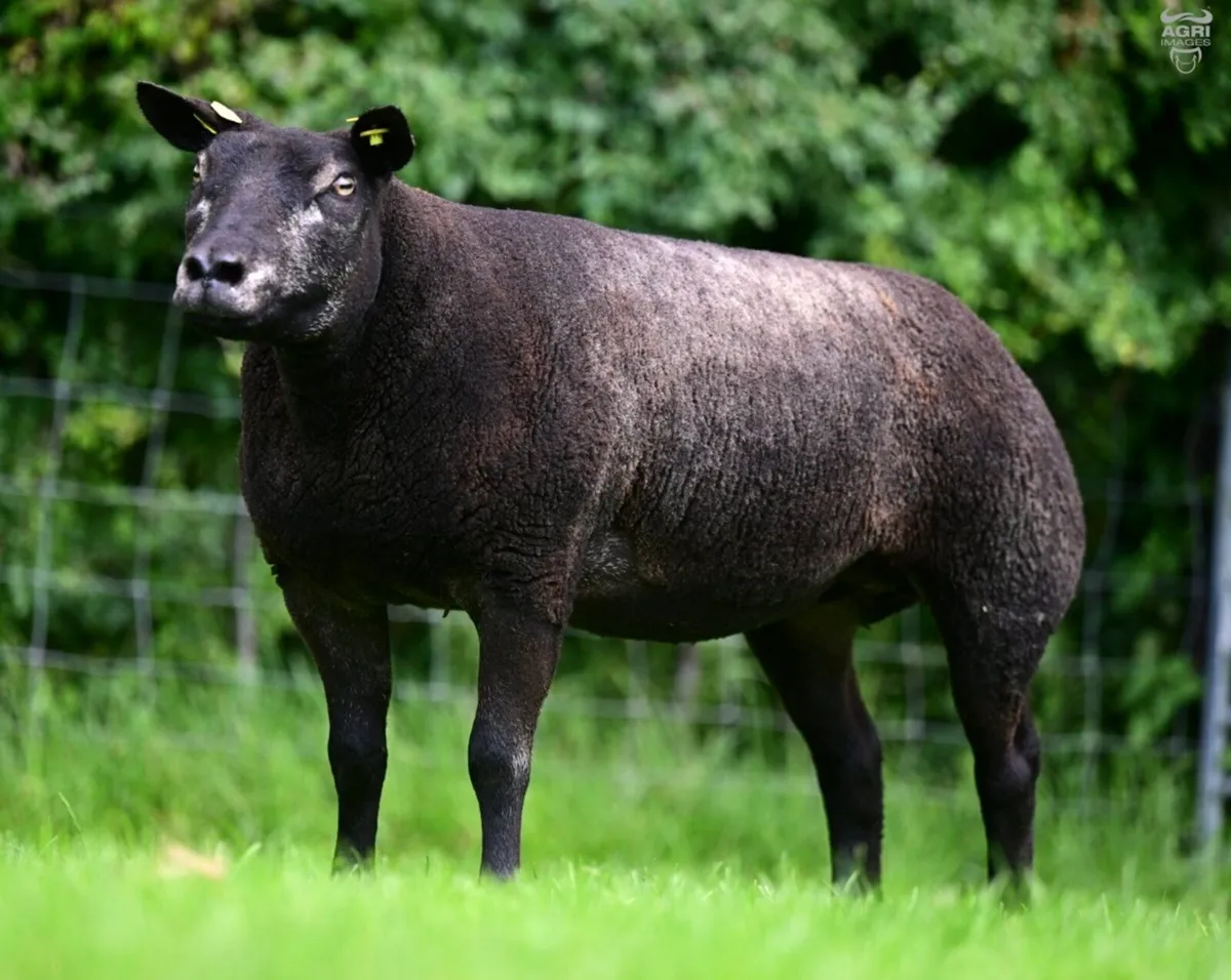 Pedigree Blue Texel shearling ewes - Image 1