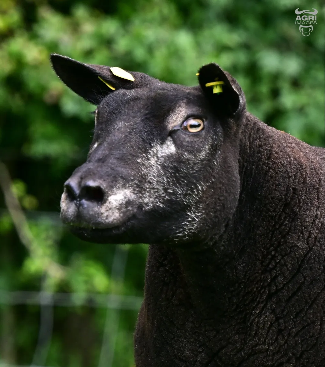 Pedigree Blue Texel shearling ewes - Image 2