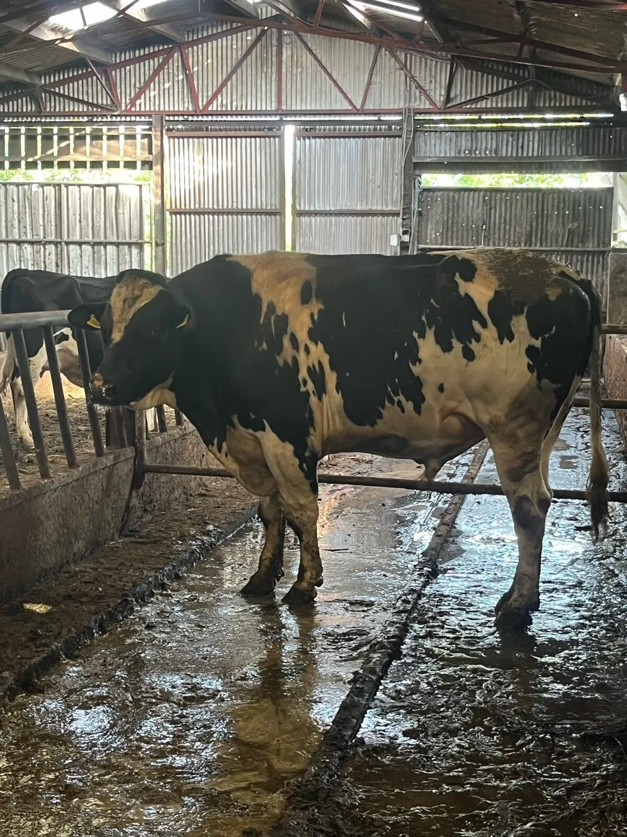 Pedigree 3Y Holstein Friesian  bull - Image 1