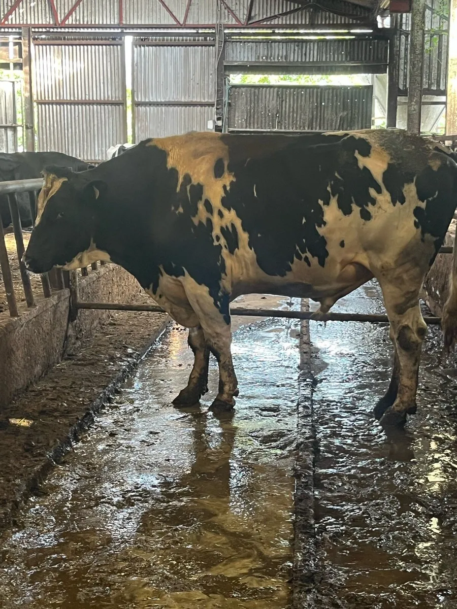 Pedigree 3Y Holstein Friesian  bull - Image 2