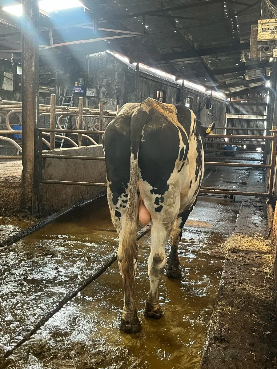 Pedigree 3Y Holstein Friesian  bull - Image 3