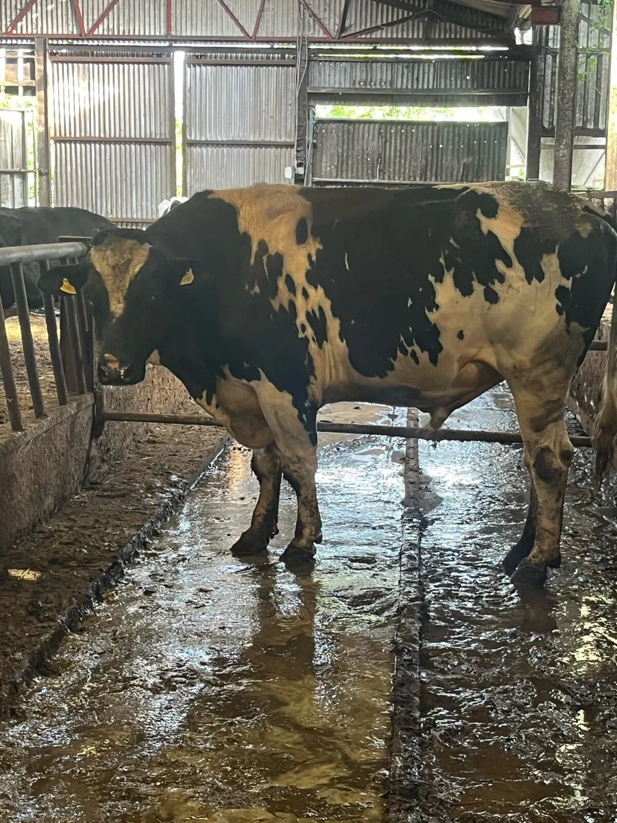 Pedigree 3Y Holstein Friesian  bull - Image 4