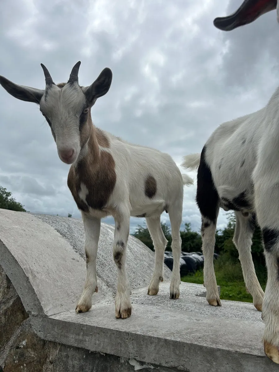 Goats - Image 1