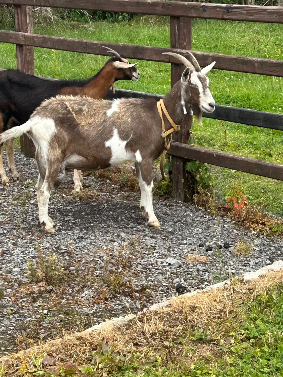 Goats - Image 2
