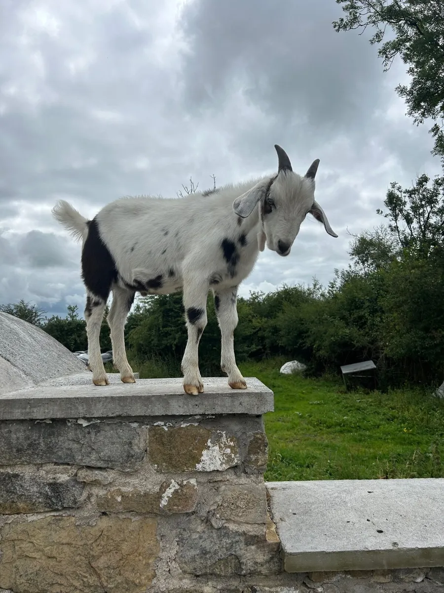 Goats - Image 3